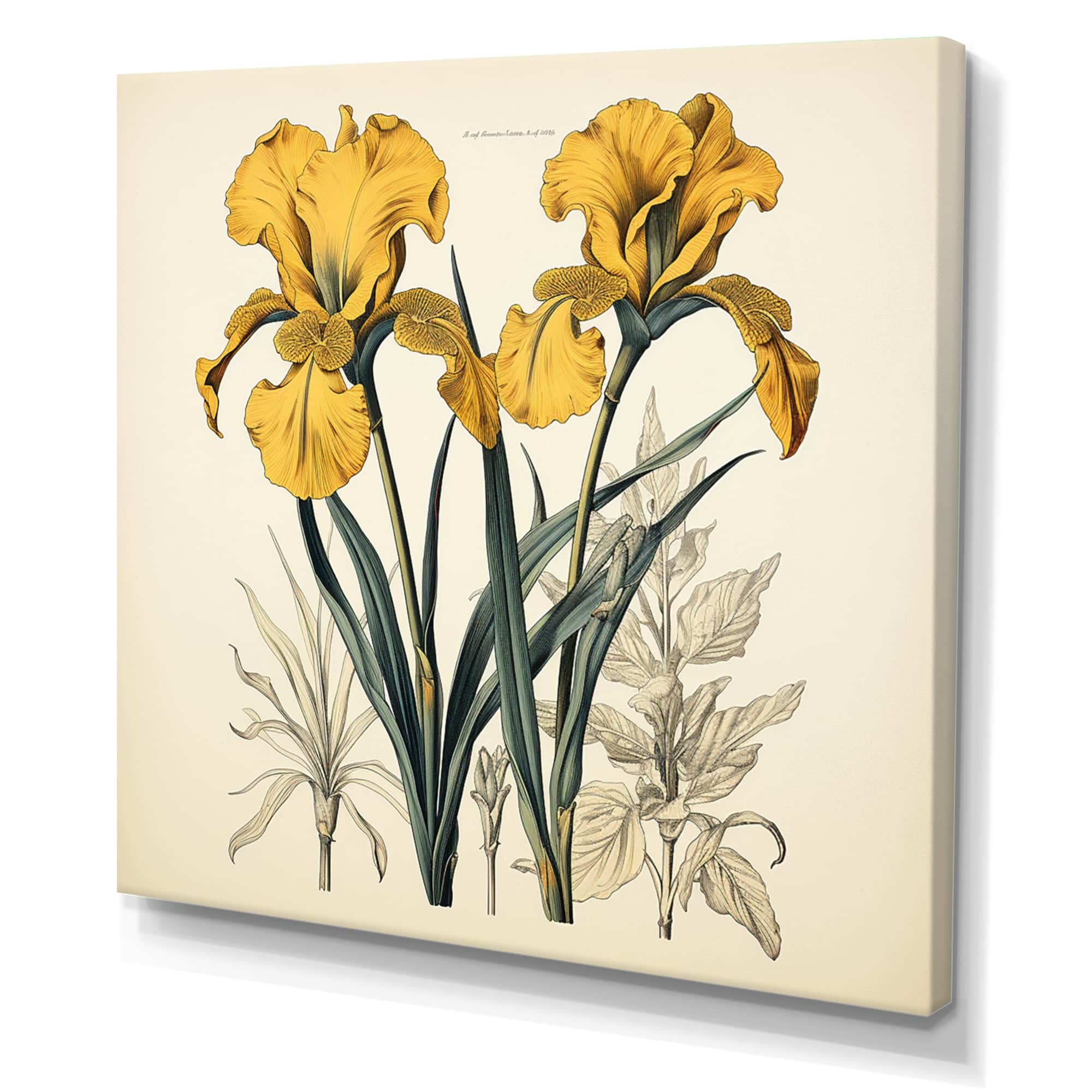 Designart "Vintage Illustration Golden Irises" Irises Canvas Prints